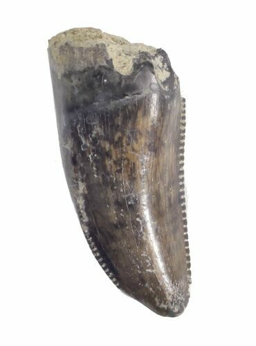 Undescribed Tyrannosaur Tooth - Aguja Formation, Texas #43001